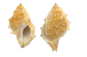 BURSA ESPINOSA 09cm pack 25