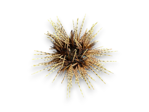 ERIZO DEEP SEA 12-15cm