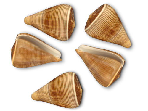 CONUS FIGULINUS 07-08cm pack 25