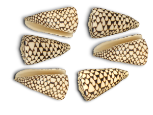 CONUS MARMOREUS 08cm
