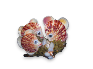 AQUARIO PECES PECTEN/FASCIOLARIA