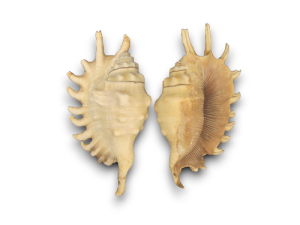 LAMBYS MILLEPEDA 13-14cm pack 25