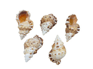 BURSA RUBITA 09cm pack 25