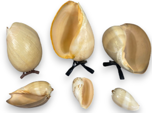 MELODIADEMA
