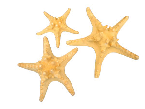 ESTRELLA FILIPINA NATURAL