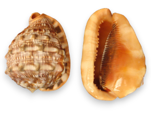 CASSIS RUFA