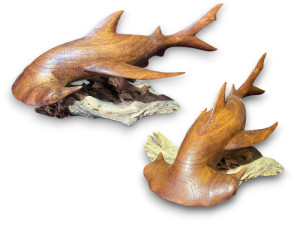 TIBURON MARTILLO PARASIT