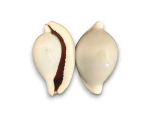 CYPRAEA OVULA OVUM 08cm pack 25