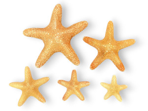 ESTRELLA JUNGLE