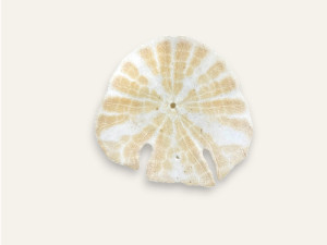 SAND DOLLAR FISH 11-12cm