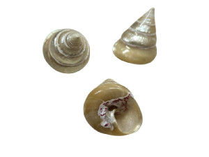 TROCHA NACAR 05cm pack 25
