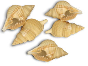 DISTORSIO RETICULATA 06cm pack 25