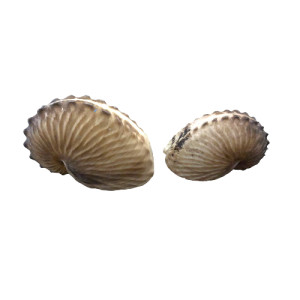 ARGONAUTA GIANTS 07-08cm