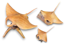 MANTA PARASIT