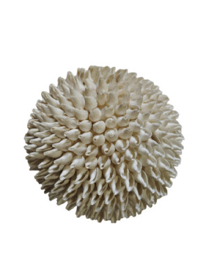 BOLA CONCHAS (ultima unidad)