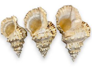 TRITON RANELLA