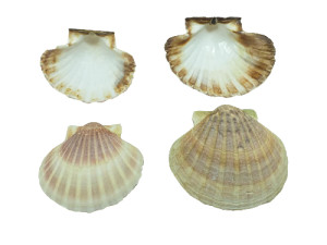 VIEIRAS