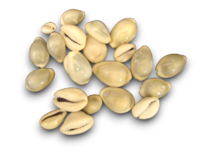 CYPRAEA ANNULUS