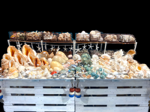EXPOSICION CONCHAS