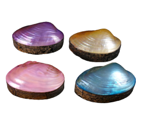 CAJA SHELL MACABEBE COLOR 13cm pack 4