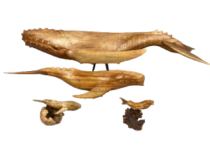 BALLENA PARASIT