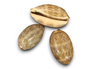 CYPRAEA CEBRA 04-05cm Pack 25