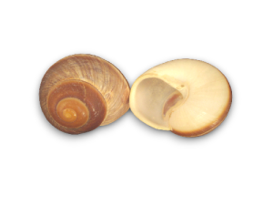 LAND SNAIL JUMBO 08cm pack 25
