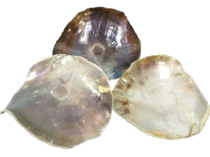 OSTREA NATUR XL 15cm pack 15