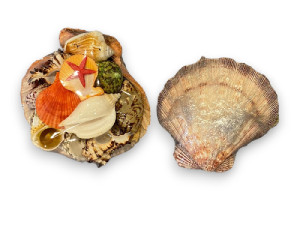 LIONS PAW PAQUETE CONCHAS pack 4