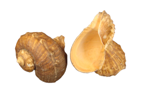 RAPANA TOMASIATA 09-10cm pack 25