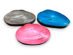 CAJA SHELL MASEO COLOR 18cm