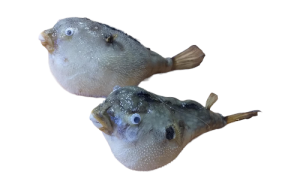 PUFFER FISH