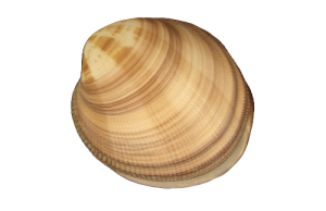 CODAQUIA MAXIMA 12cm