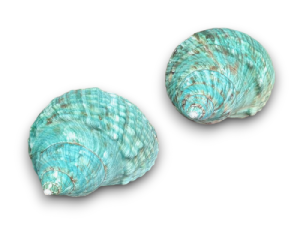 TURBO VERDE NATURAL 8,5cm-10cm pack 5