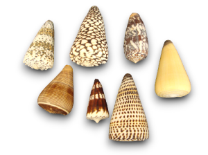 CONUS VARIADOS 07-08cm pack 25