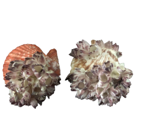 PECTEN NOBILIS BERNACLES 09cm pack 12