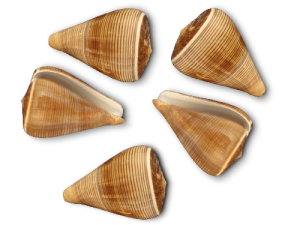 CONUS FIGULINUS 07-08cm pack 25
