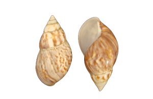 LAND SNAIL VIOLET 08cm pack 25