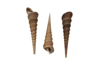 TEREBRA TURRITELLA 10-12cm pack 25