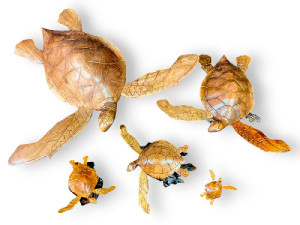 TORTUGA PARASIT
