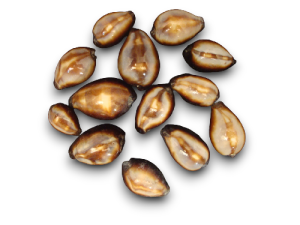 CYPRAEA ONIX 04cm pack 25