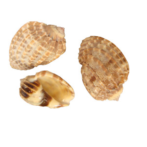 HARPA ARTICULARIS 09cm pack 25