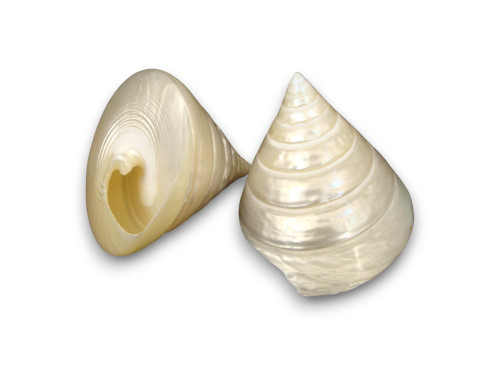 TROCHA NACAR 06cm pack 25