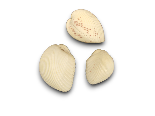 CARDIUM UNEDO 05cm Pack 25