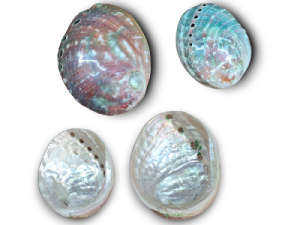 HALIOTIS ASILINUS PULIDO 09cm pack 5