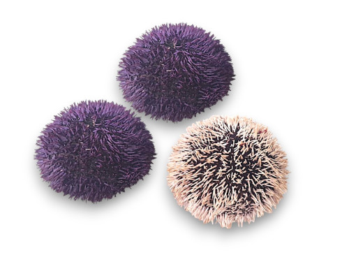 ERIZO ATLÁNTICO PUAS