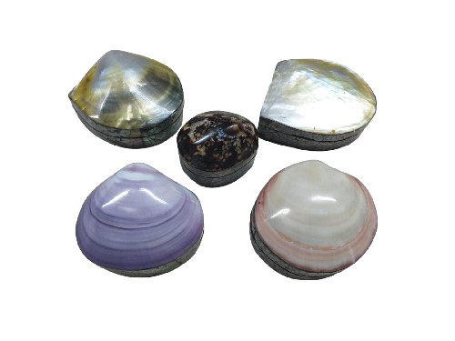 CAJA SHELL ASSORTED 07-09cm pack 12