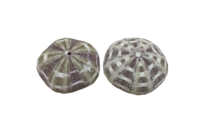 ERIZO ALFONSO 10cm (bolsa 12und)