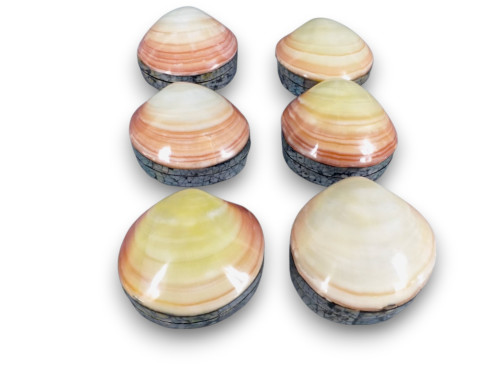 CAJA SHEL TIGRINA 09-10cm pack 6