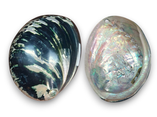 HALIOTIS BLACK CRACHERODII 1ª 13-15cm